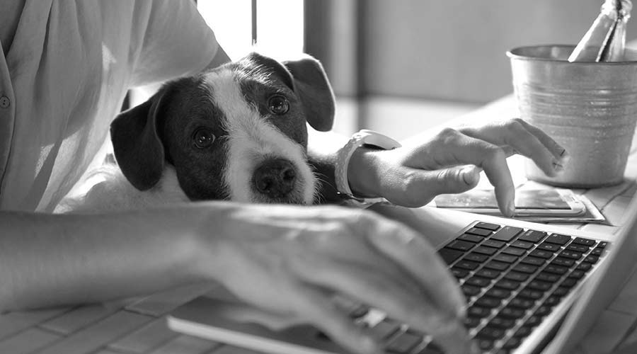 coole Kunden bei Fourplex